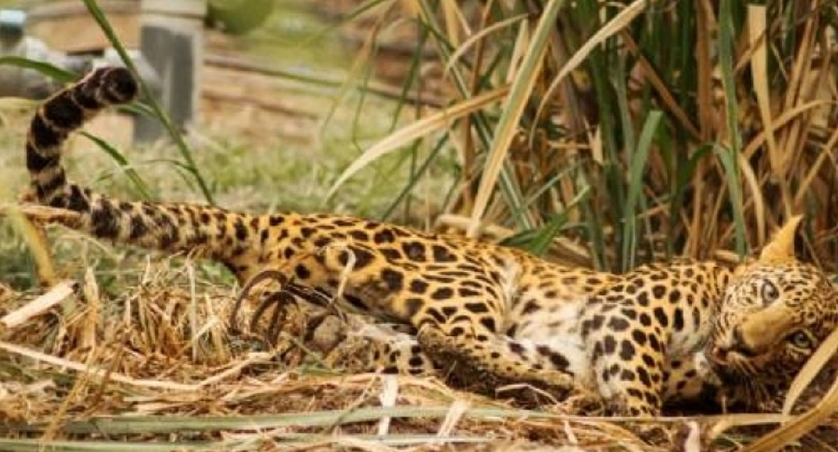 Rajasthan: Nine incidents of leopards entering residential areas in Jaipur since April 2021, says Minister