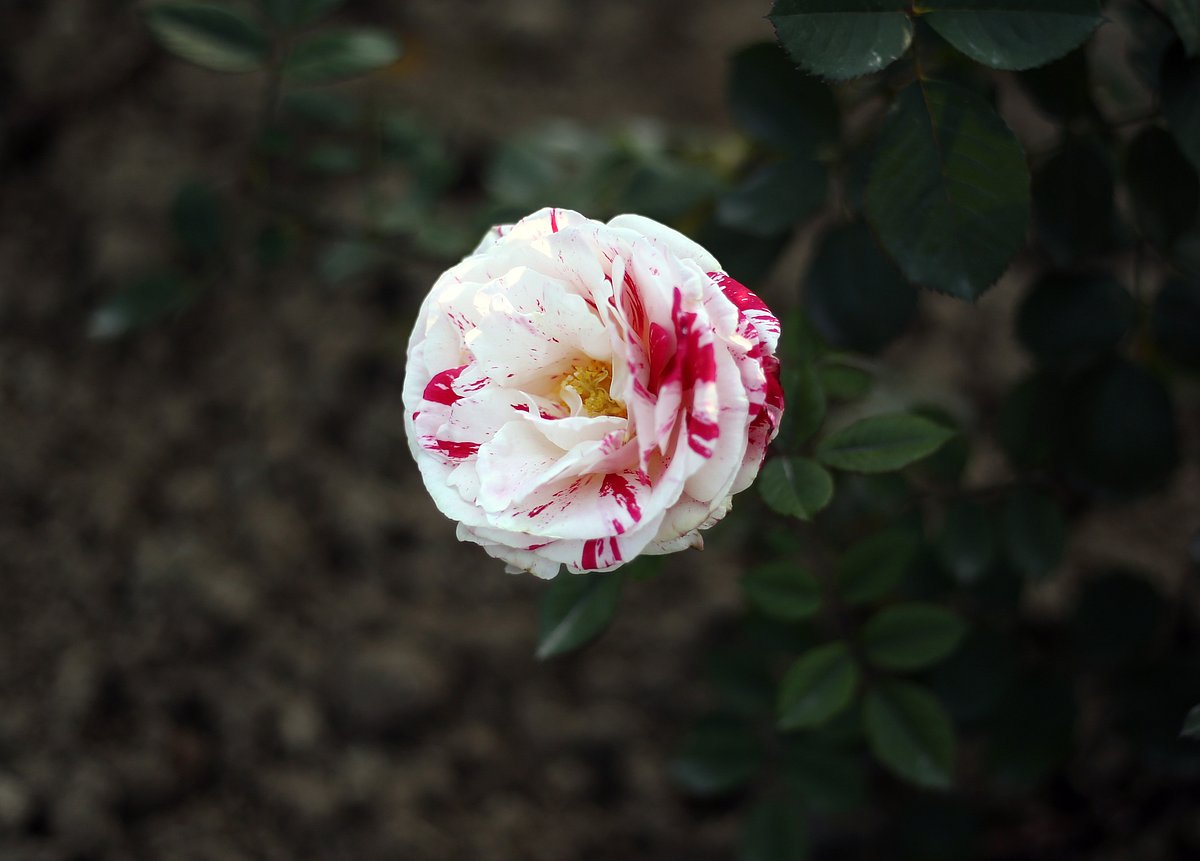 Different shades and colours of the blooms at Mughal Garden in Delhi
