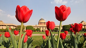 Different shades and colours of the blooms at Mughal Garden in Delhi