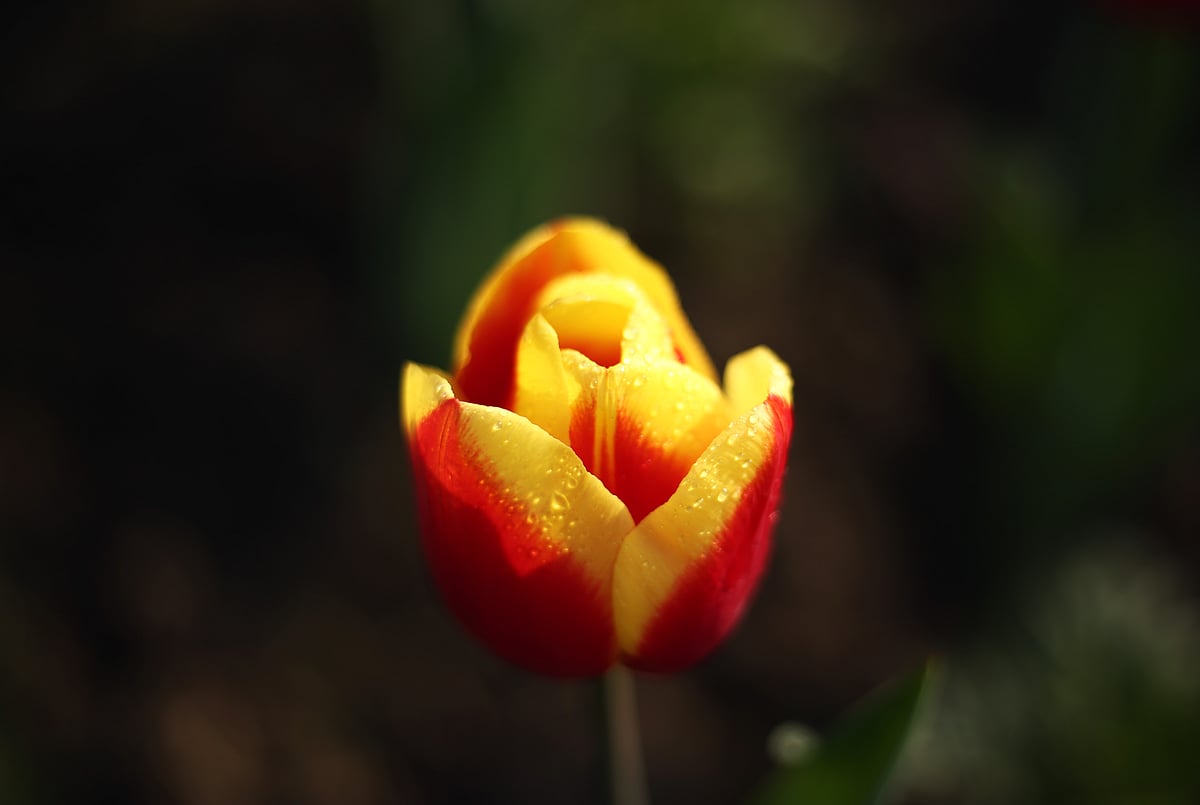 Different shades and colours of the blooms at Mughal Garden in Delhi