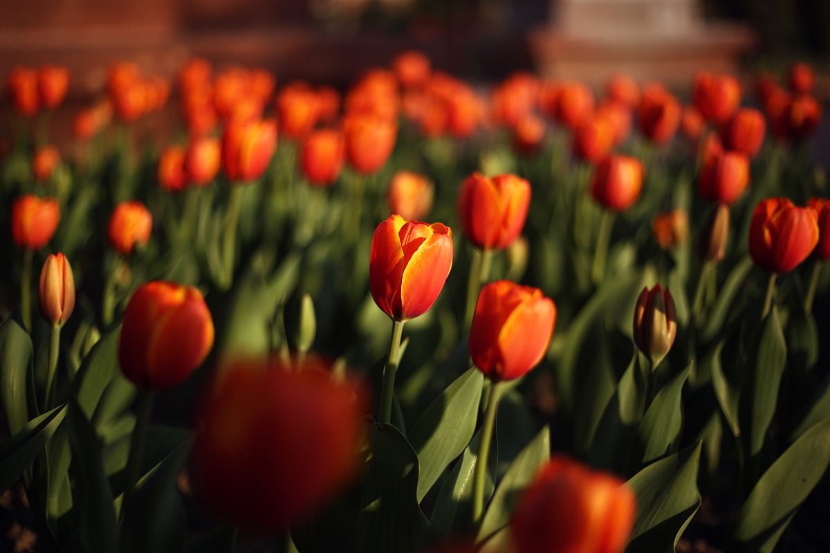 Different shades and colours of the blooms at Mughal Garden in Delhi