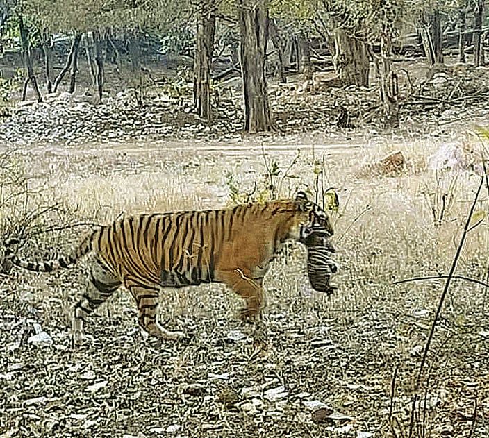 Ranthambhore Tiger Reserve: More tigers than it can hold