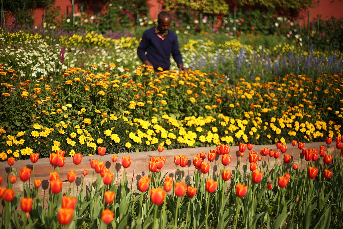 Different shades and colours of the blooms at Mughal Garden in Delhi