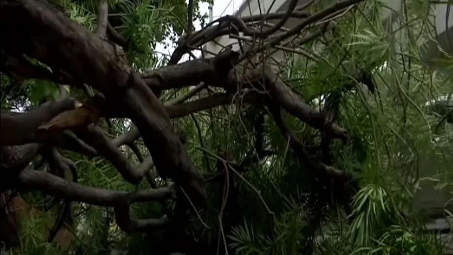 900 trees proposed to be cut in Indore to widen road