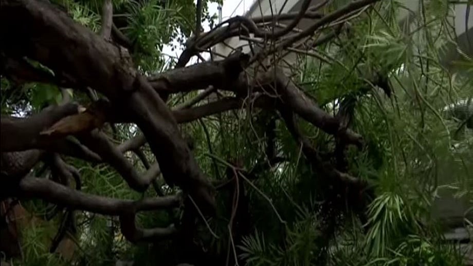 900 trees proposed to be cut in Indore to widen road