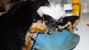 Ukraine zoo calls for humanitarian corridor to evacuate animals
