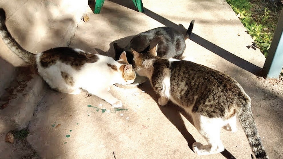 The cats of the wild at Sanawar