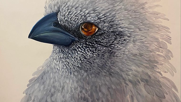 Apostlebird