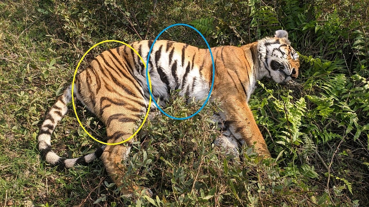 Female Royal Bengal tiger found dead in Assam's Kaziranga