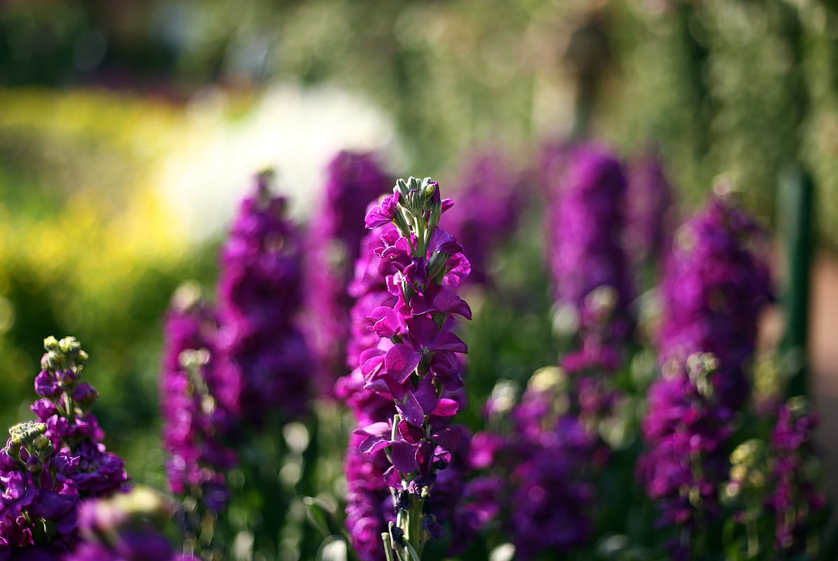 Different shades and colours of the blooms at Mughal Garden in Delhi