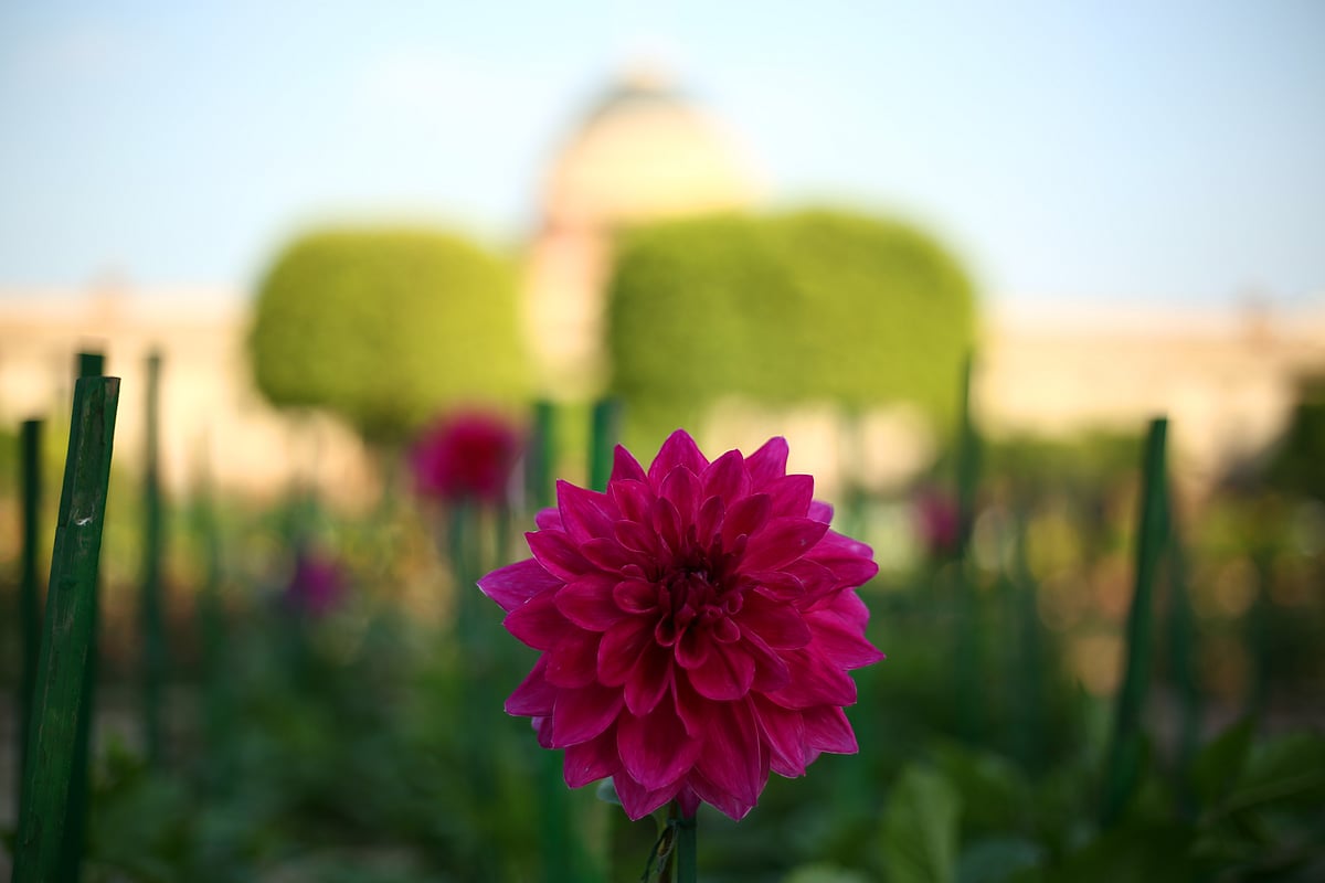 Different shades and colours of the blooms at Mughal Garden in Delhi