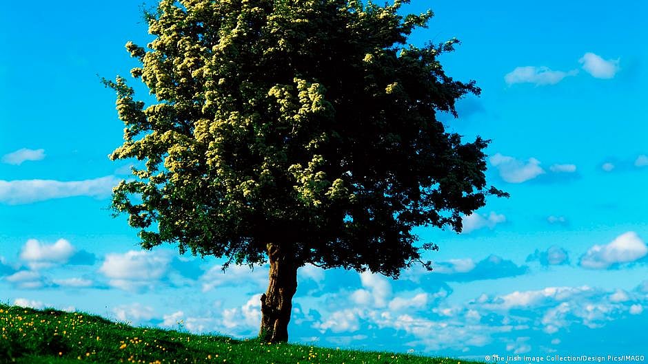 At least 3 trees felled every hour in Delhi in last 3 years: Govt data