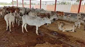 11 cattle burnt alive in J&K's Poonch district
