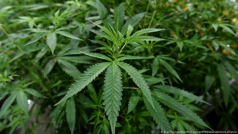 US House passes bill to decriminalize marijuana