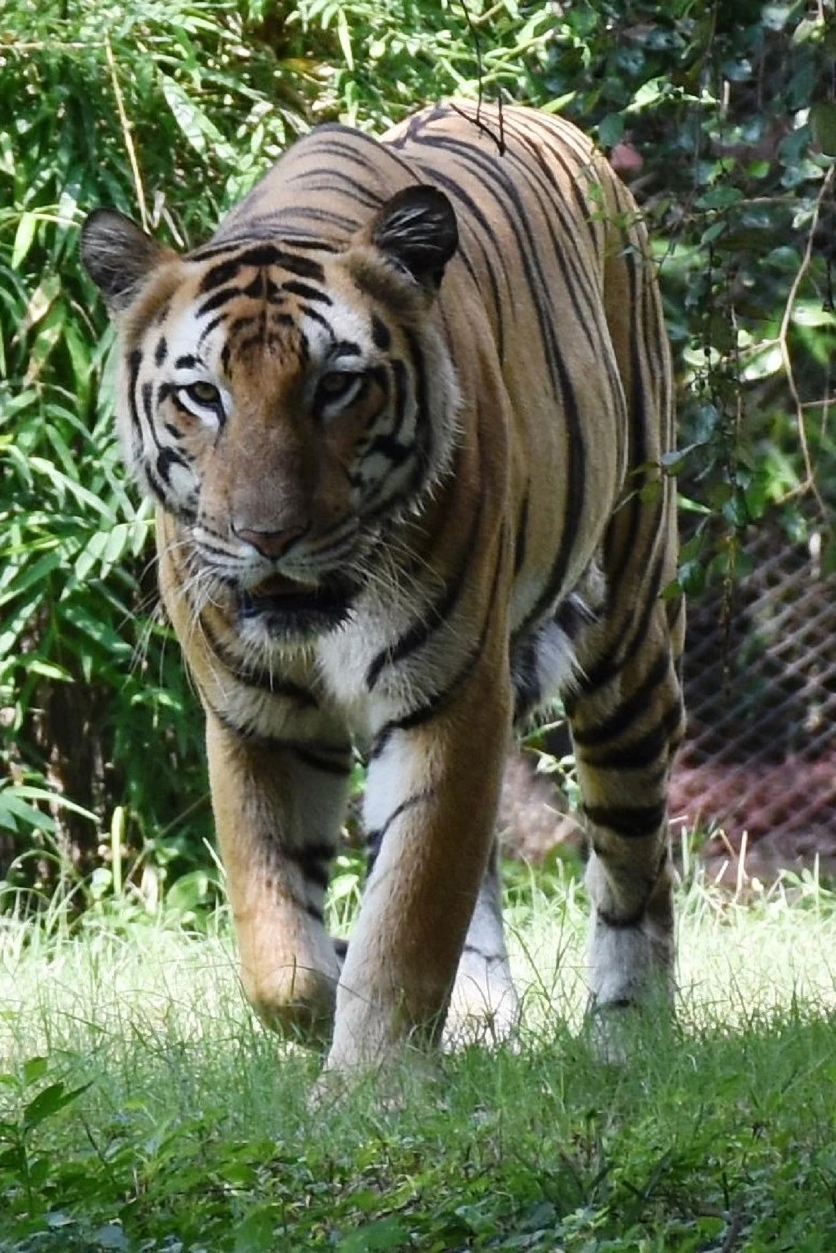 India lost 39 tigers so far this year, MP tops with 14 deaths