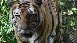 India lost 39 tigers so far this year, MP tops with 14 deaths