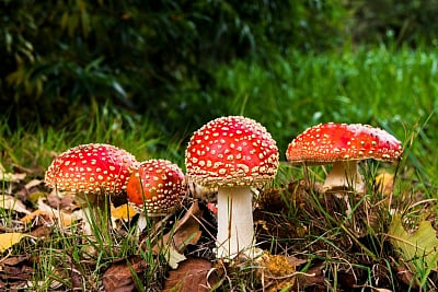 Assam: 13 dead after consuming poisonous mushroom
