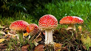Assam: 13 dead after consuming poisonous mushroom