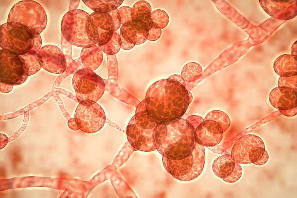 Fungi could be the source of our next pandemic