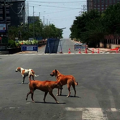 Stray dog attacks 24 people in Ayodhya in a day