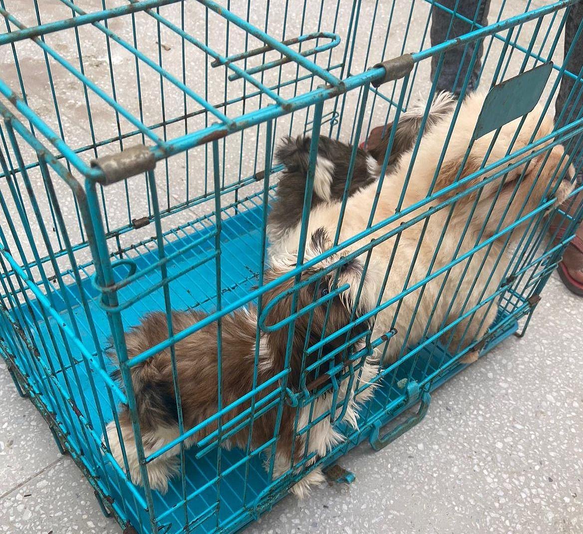 Dog pups on sale at a pet shop