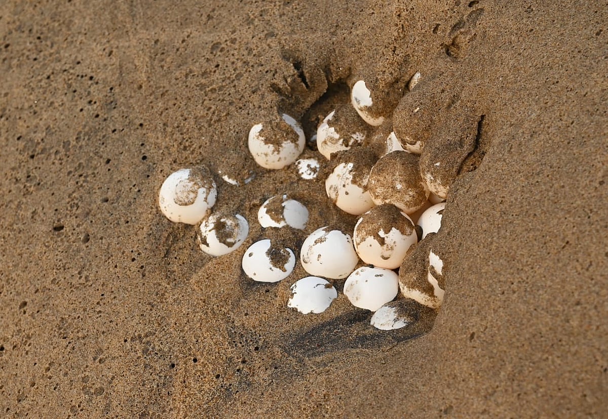 Asani impact: Olive Ridley turtle eggs perish in Ganjam