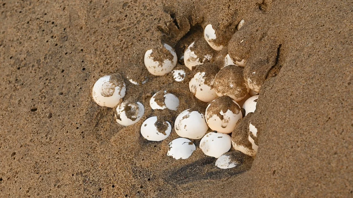 Olive Ridley turtles' eggs