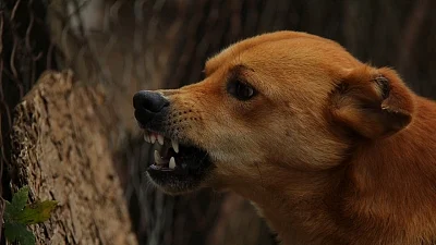 9-yr-old boy mauled to death by stray dogs in UP's Amroha