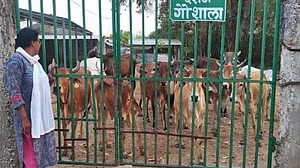 Shortage of cattle feed, skyrocketing straw prices leave Madhya Pradesh in throes of severe fodder crisis