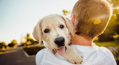 Study finds how dog coronavirus can jump to humans