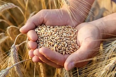 With export ban exceptions, India's wheat export forecast to be 7 million tonnes in 2022/23: FAO