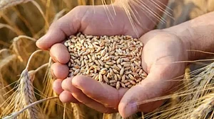 With export ban exceptions, India's wheat export forecast to be 7 million tonnes in 2022/23: FAO