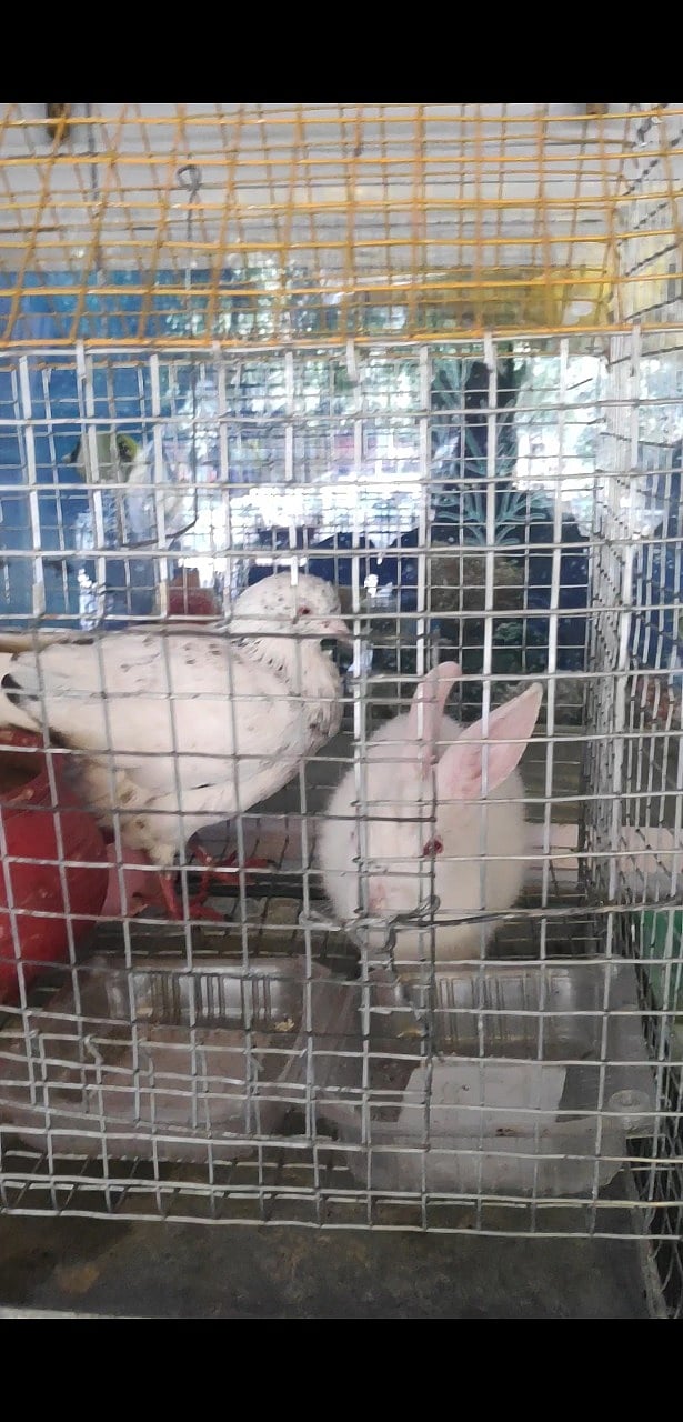 A bird and a rabbit sharing a cramped cage in a pet shop