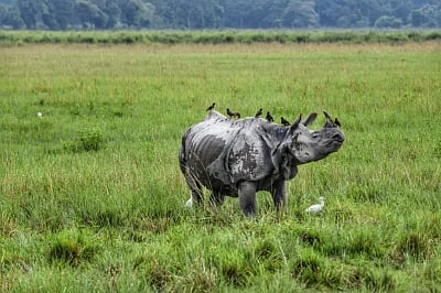 Pilibhit Tiger Reserve to lure rhinos from Nepal