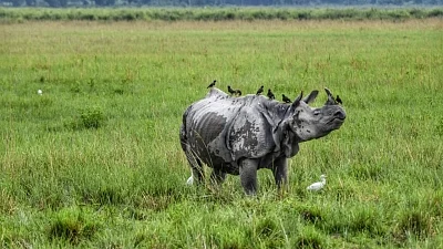 Pilibhit Tiger Reserve to lure rhinos from Nepal