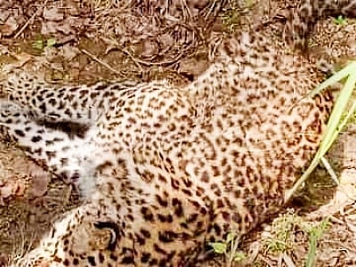 UP: Tigress found dead in Dudhwa buffer zone