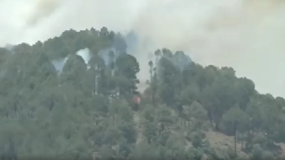 Representative image of a forest (Photo: ANI/Twitter)