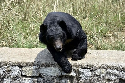 Bear which killed man in Andhra finally caught