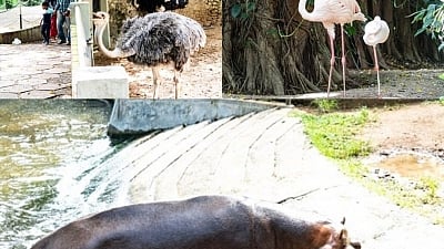 SL zoos run out of money to feed animals