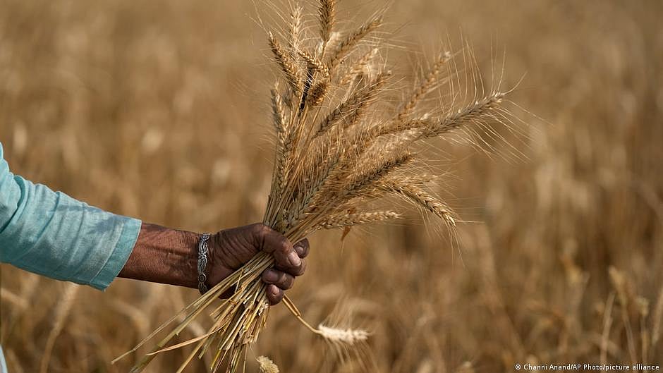 Representative image of crops (photo: DW)