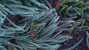 Medicines found in wastewater may signal Covid spread