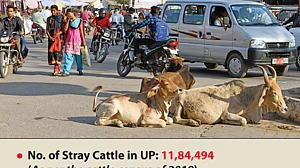 PM and PMO keep suspense alive over promise to turn cow dung to gold