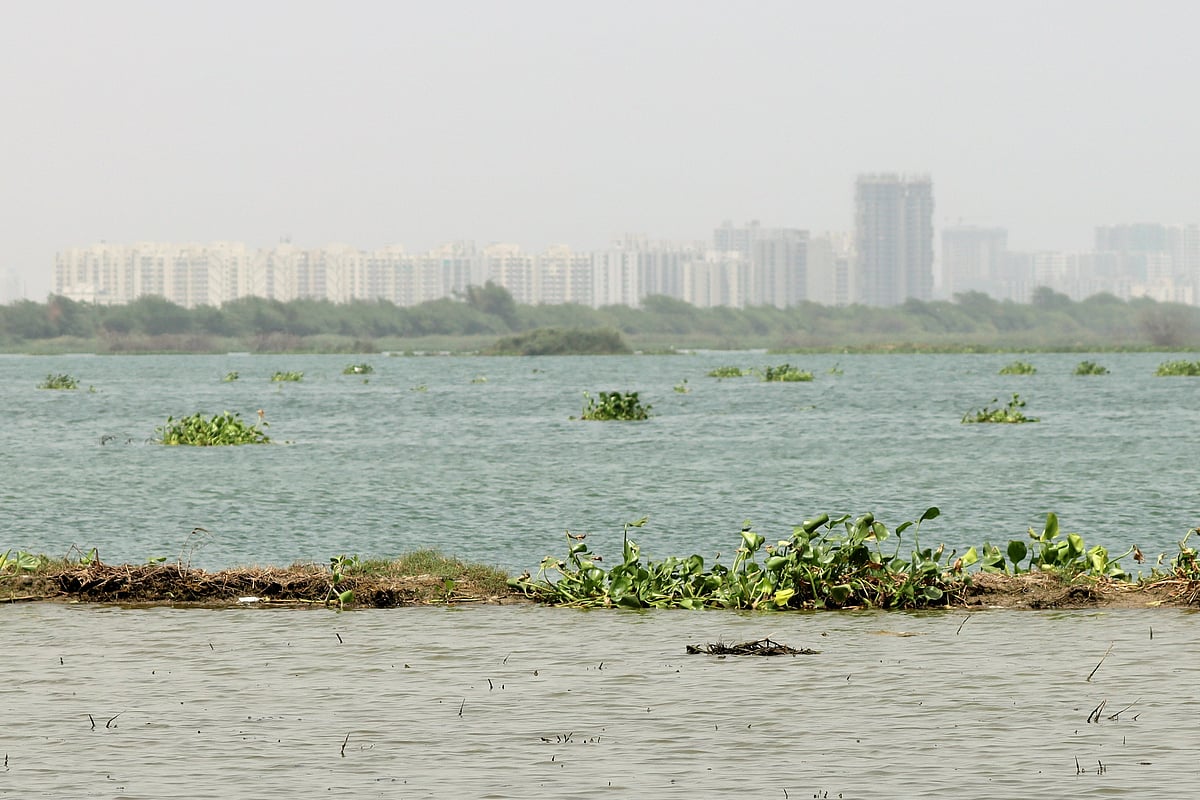 Mysterious mass fish deaths reported in Delhi's Najafgarh drain; water samples collected: Officials