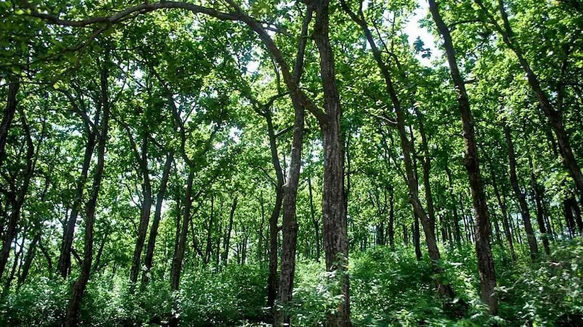 Modi govt destroyed Forest Act to help Corporates: Congress launches fresh salvo ahead of Monsoon Session  