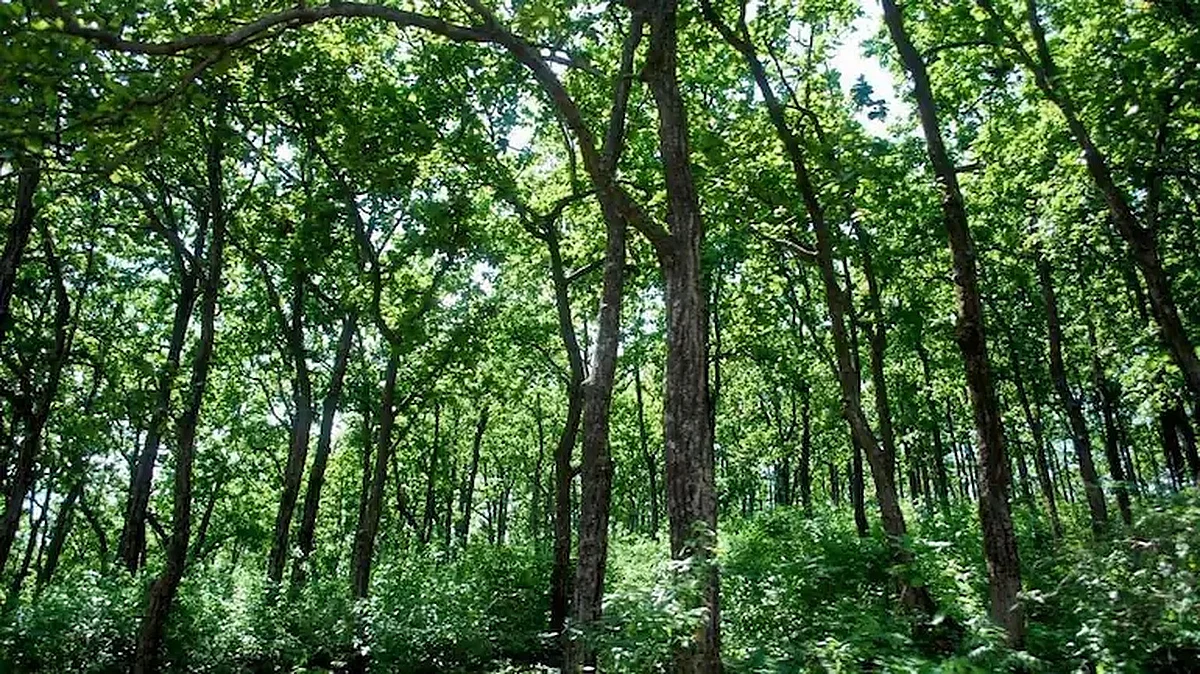 Modi govt destroyed Forest Act to help Corporates: Congress launches fresh salvo ahead of Monsoon Session  