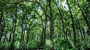 Modi govt destroyed Forest Act to help Corporates: Congress launches fresh salvo ahead of Monsoon Session