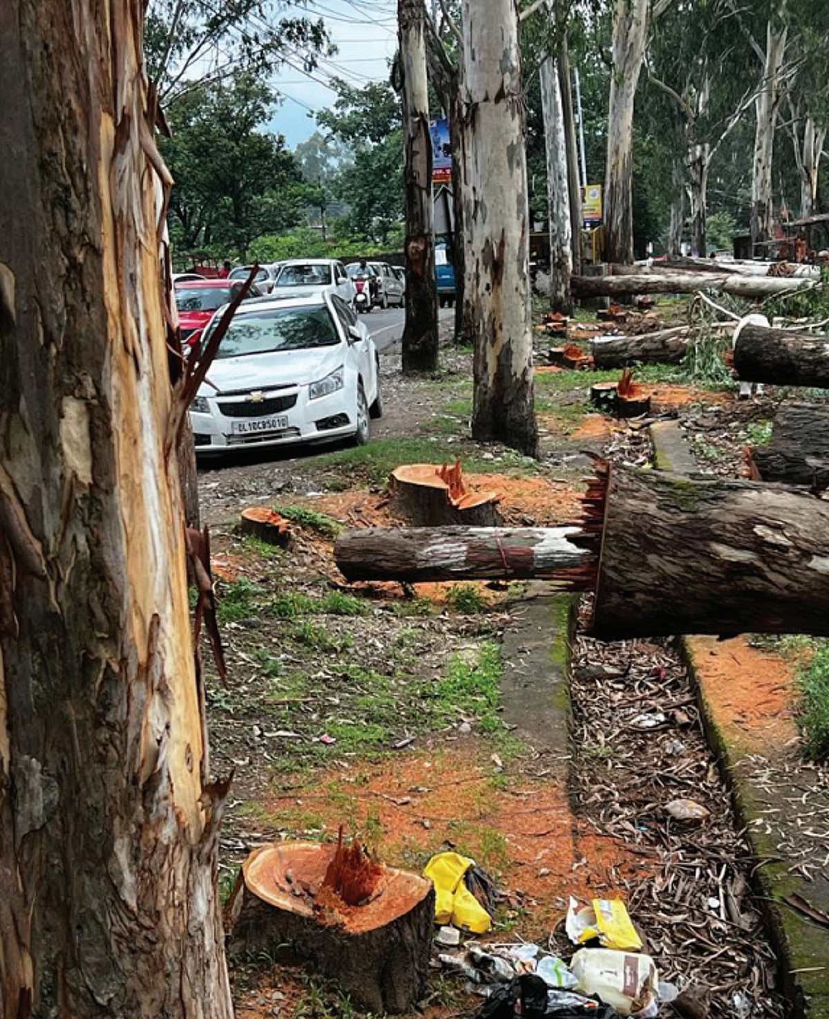 More trees are felled in Dehradun to make escape to the hills faster 