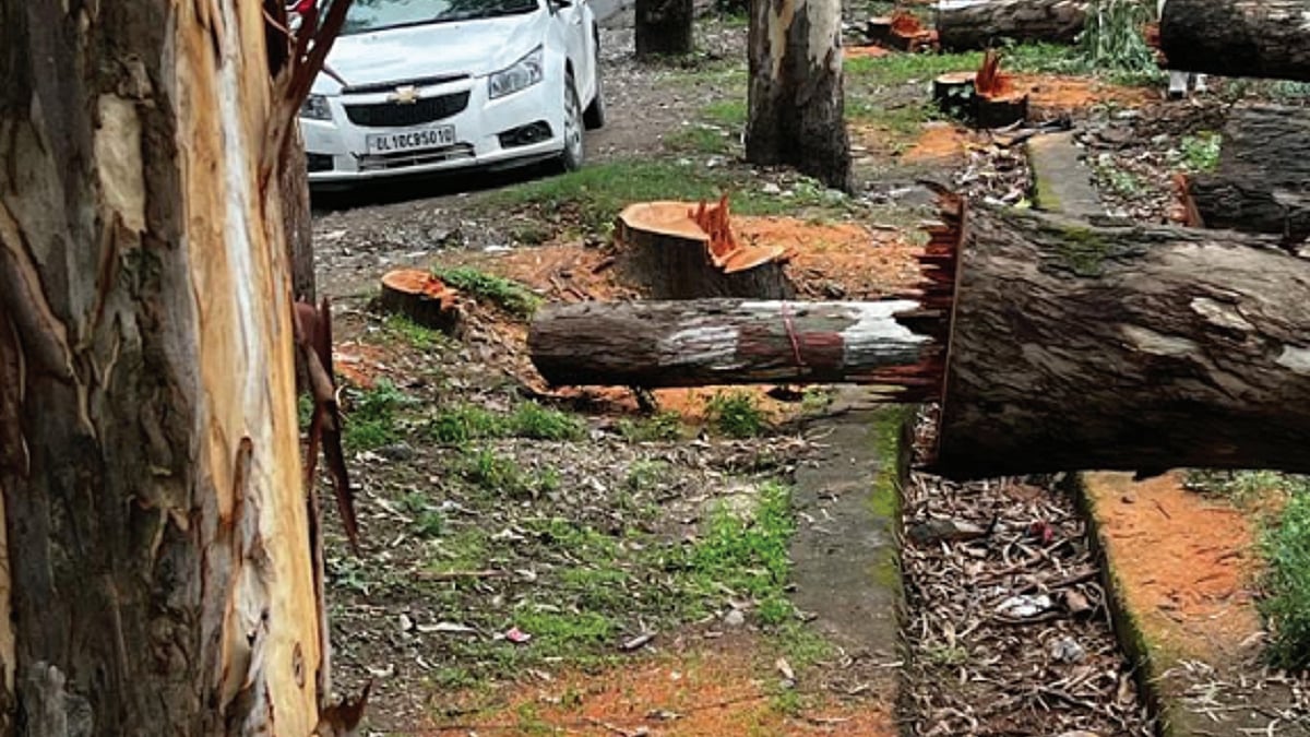 More trees are felled in Dehradun to make escape to the hills faster