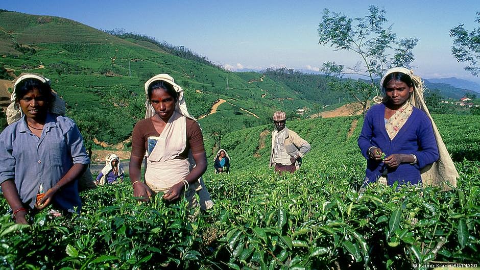 Darjeeling tea industry is a 'patient in ICU': ITEA chairman