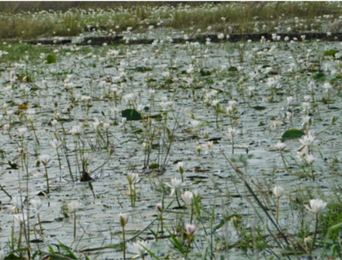 Five more wetlands get Ramsar recognition but India's wetlands are still in trouble